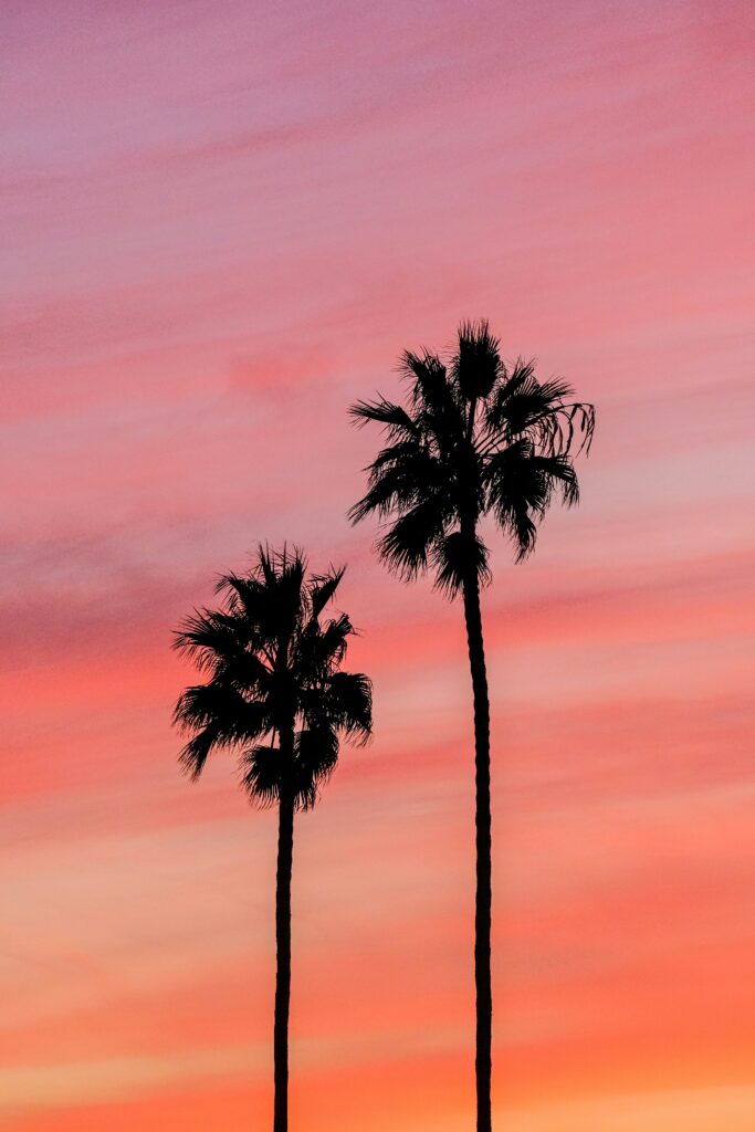 Highly Palm Trees Sunset