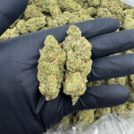 PAPAYA highly thca flower