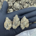 POP ROCKS Highly THCa Flower