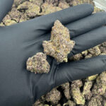 TRUFFLE TART Highly THCa Flower