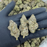 AAA Exotic Flower rock candy