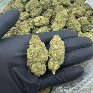 GovernMint Oasis Highly THCa Flower