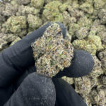 White Zerbet Flower hand