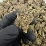 Blueberry Pancakes THCa Flower