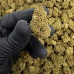 Highly Oreoz Sungrown THCa Flower